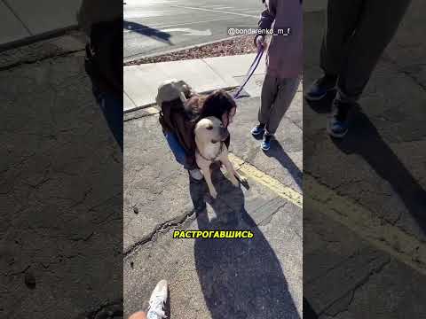 Пёс разоблачил уличный обман в США!