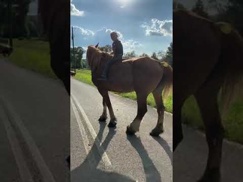 TSP LOT#1912 - Belgian - Mare - 17H - $1,300