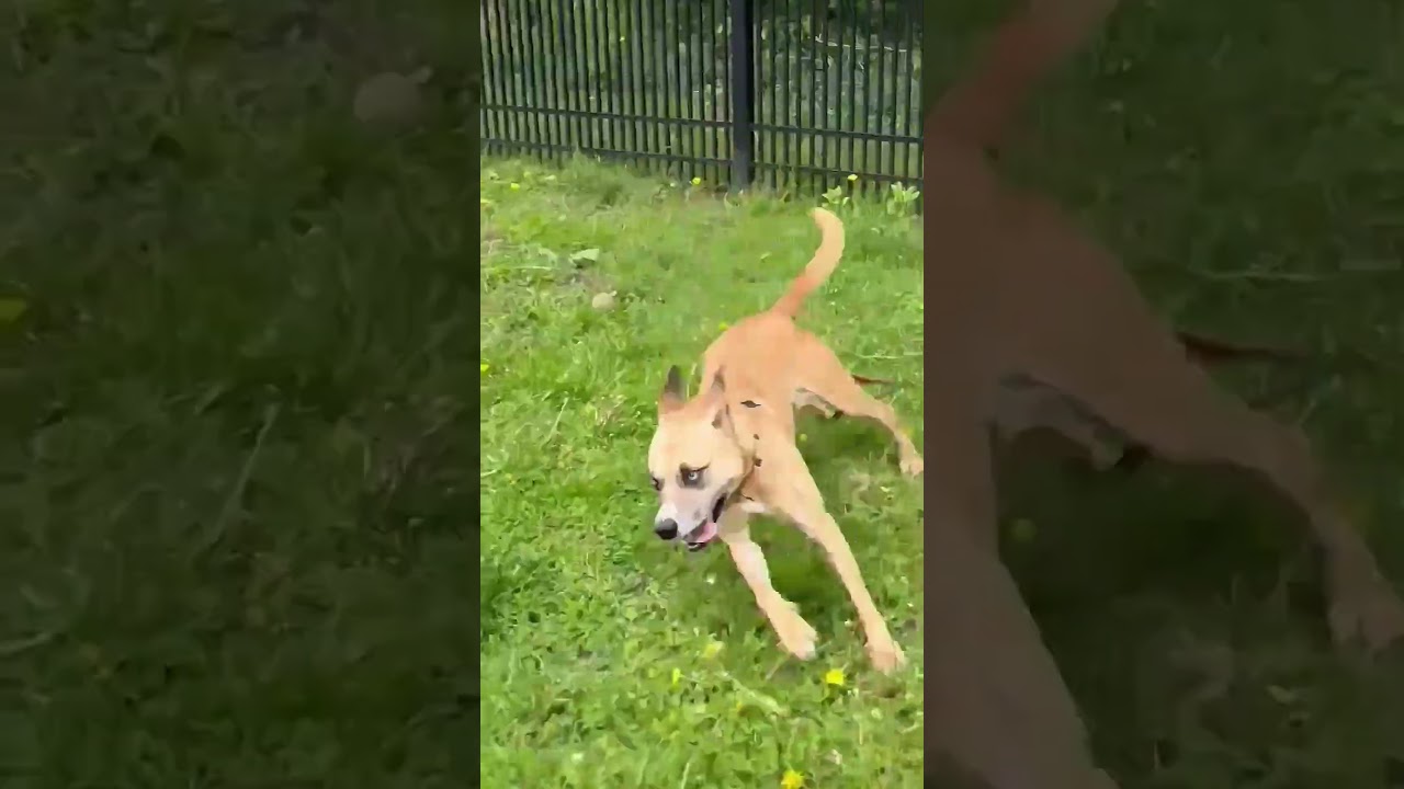 Sonar, a Adoptable Mixed Breed in South Haven, MI video 6/6