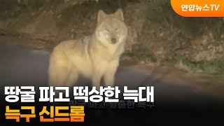 [영상구성] 땅굴 파고 떡상한 늑대, 늑구 신드롬 / 연합뉴스TV (YonhapnewsTV)