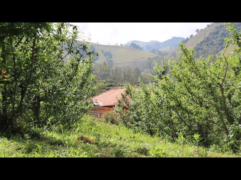 SÓ 150 MIL UMA LINDA CHÁCARA C/ 200 ÁRVORES FRUTÍFERAS E C/ MORADA DE 3 QUARTOS EM MARMELÓPOLIS, MG