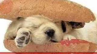 EMILIO AMARRA TU PERRO (MÚSICA DE LA INTERNACIONAL DANZONERA DE JOSÉ CASQUERA)