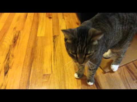 Zadie Green Eyed Goddess