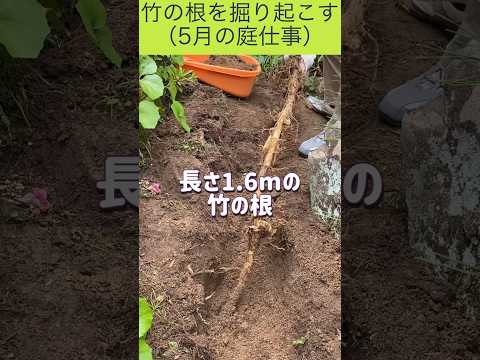 庭の小さな木立: 侵入しすぎた竹の根を取り除くにはどうすればよいですか?  庭園