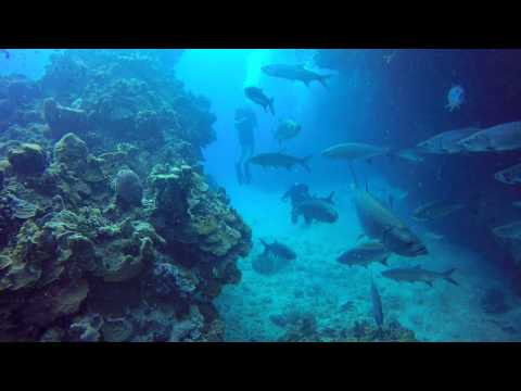 Turtle Reef Diving,"Tarpon Alley," Grand Cayman Island