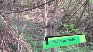 Život prirode E12 - Šume, www.telesoft.ba