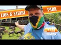 Wildebeest Join Us After Lunch A Morning At The Lion Safari Park South Africa Hartebeespoort