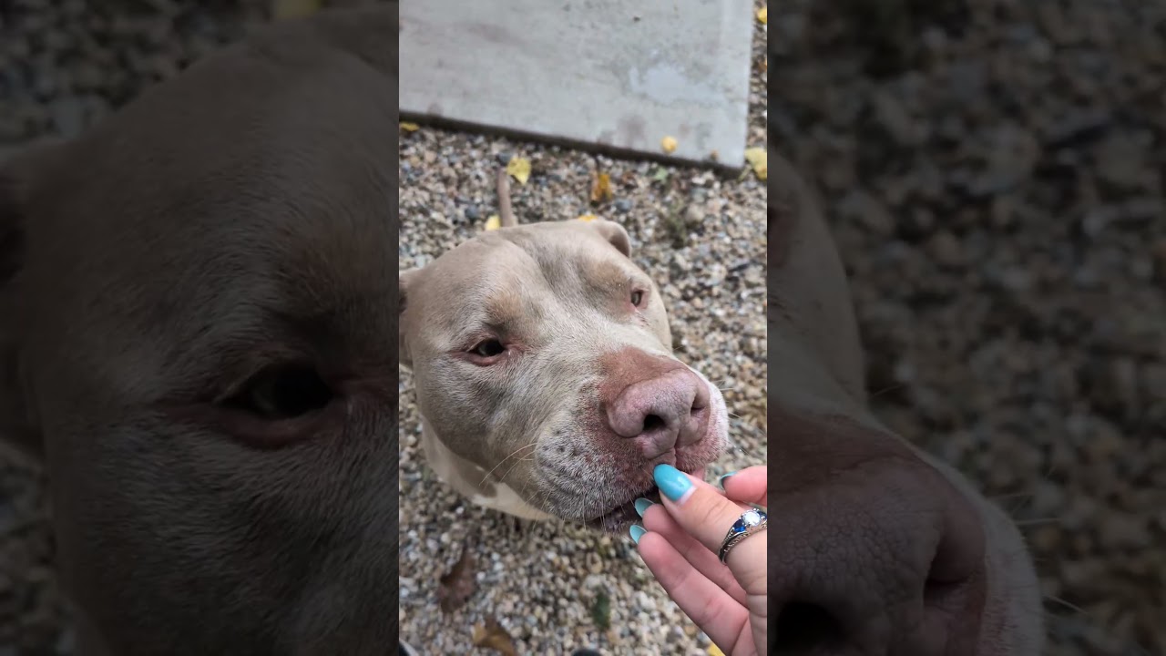 Enlarge Simba, a Adoptable mixed breed in Middlebury, CT video 4/4