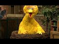 Elmo S World Quizzes Birds