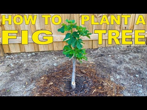 image-Can you plant fig trees close together?