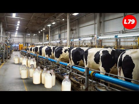 How To Produce 223 Billion Pounds Of Milk In America - Processing Factory