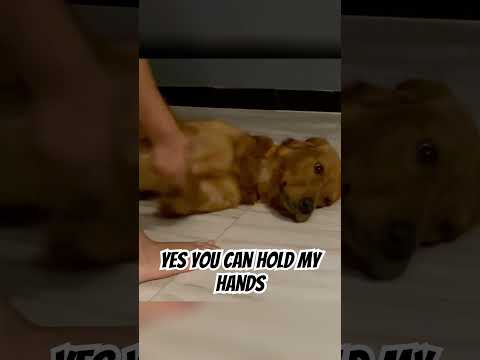 Yes you can hold my hand 🥰#dog #goldenretriever #yesyoucan