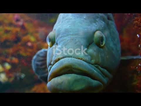 The Art of Symbiosis: Marine Partnerships in the Ocean