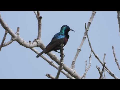 Nektárovka porfýrová (Cinnyris bifasciatus) — spev a hlas v prírode