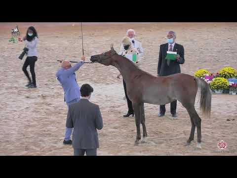 N 50 REKAMAL   Italian Nationals 2020   San Giovanni In Marignano   Yearling Colts Class 4A