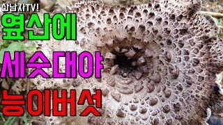산남자 능이버섯 산행 대물 자연 건강 항암 약초 능이 고지대 mushroom