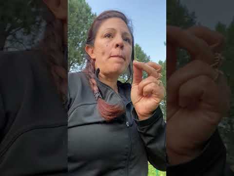 YouTube video about: When to plant tomatoes in montana?