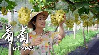 Video : China : Grapes in traditional Chinese cooking