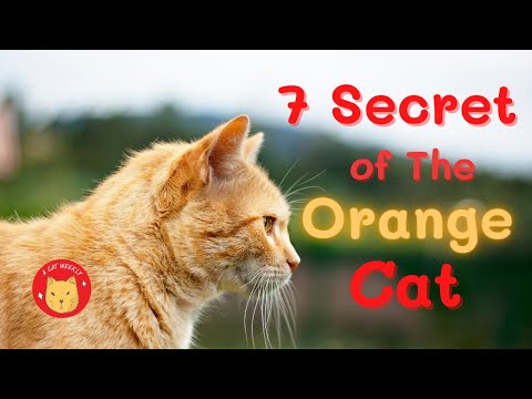 7 Secret of The Orange Cat