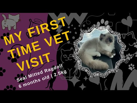 Ragdoll Kitten - My First Time Vet Visit [Subtitle Available]