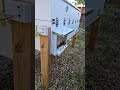 Getting ready for a hot day #bee #honey bee #heat wave #horizontal hive