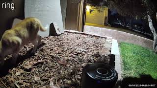 Scat 4