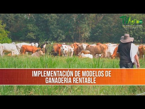 How to Implement Regenerative and Profitable Livestock Models - TvAgro by Juan Gonzalo Angel