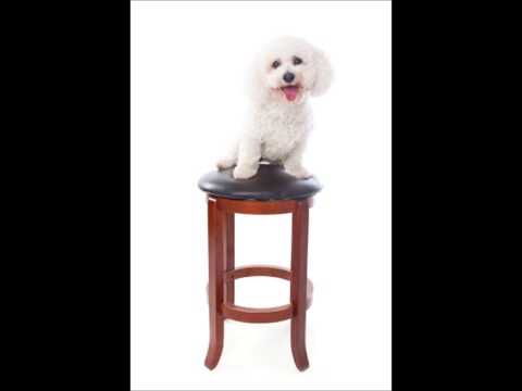 Bichon Frise