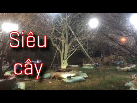 SH.5764. Siêu cây Mai vàng lớn và đẹp nhất hội chợ hoa xuân tại Q7 TPHCM. Đth liên hệ 0975.433336.