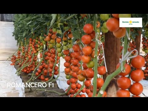 , title : 'I Jornadas de Tomate de Ramiro Arnedo en La Cañada (Almería)'