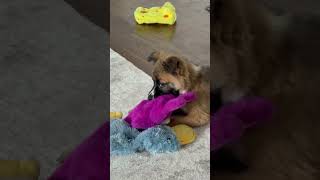 Video preview image #1 Mutt Puppy For Sale in The Woodlands, TX, USA