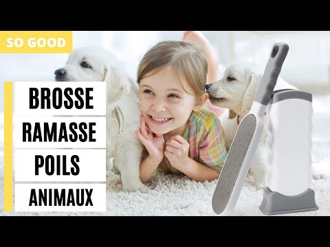 Brosse ramasse poils : mon test complet pour chat et chien