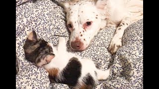 Rescue Dog Has Helped Raise So Many Foster Kittens by Did You Know Animals?