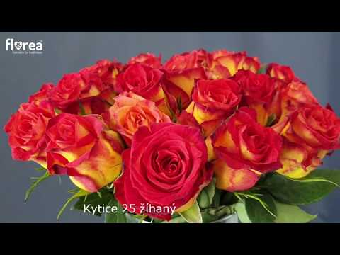 Kytice 25 žíhaných růží CATCH