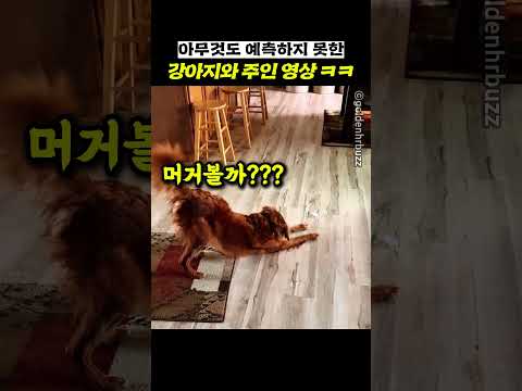 아무것도 예측하지 못한 강아지와 주인 영상 ㅋㅋ