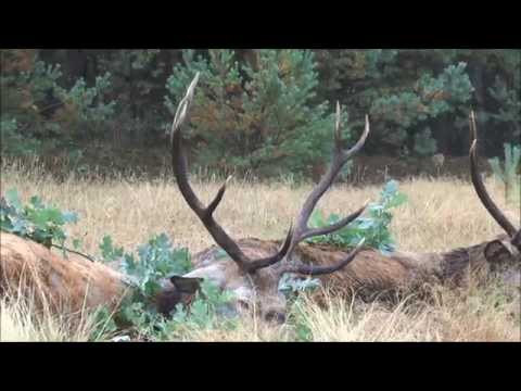 5 Rothirsche auf der Strecke und Wolf bei bestem Licht