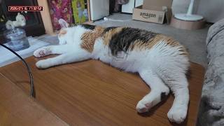 三毛猫フミちゃん　 LIVE配信　2026年7月16日　calico cat　(LIVE stream)