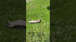 Download lagu Ketika hidup terasa menegangkan… lakukan saja ini 😌🐱 #SantaiDenganKucing #MomenTenang #KucingMene... mp3