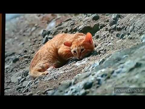 Milo get's murdered by seagulls