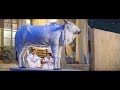 Hulchul Comedy Cow Scene Akshay Khanna Paresh Rawal Part 4