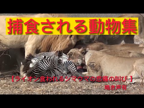 シマウマは何を食べるの?