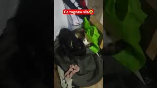 Download lagu #cute #cutecat mp3 Download lagu #cute #cutecat mp3