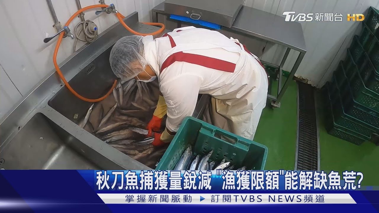 秋刀魚去哪了? 北太平洋八國祭「限額捕撈」