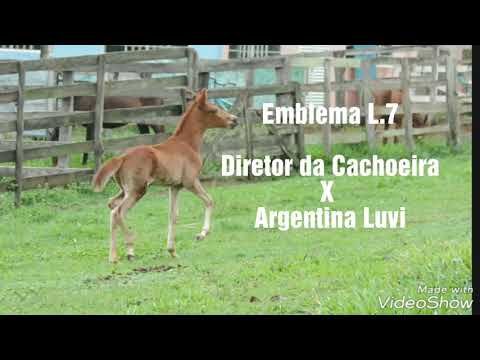 Emblema L.7 (Diretor da Cachoeira X Argentina Luvi)