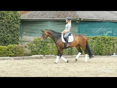 Stute von Farbenspiel x Scandic/Chiccos Boy