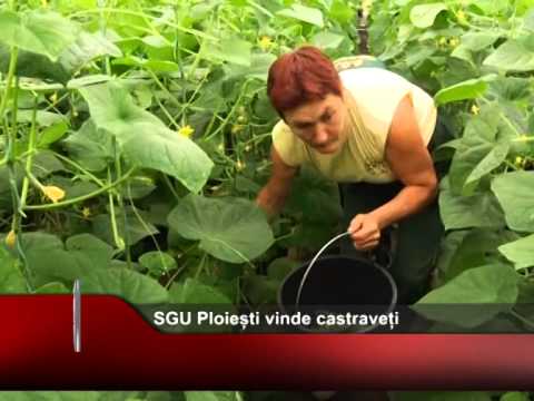 SGU Ploiești vinde castraveți