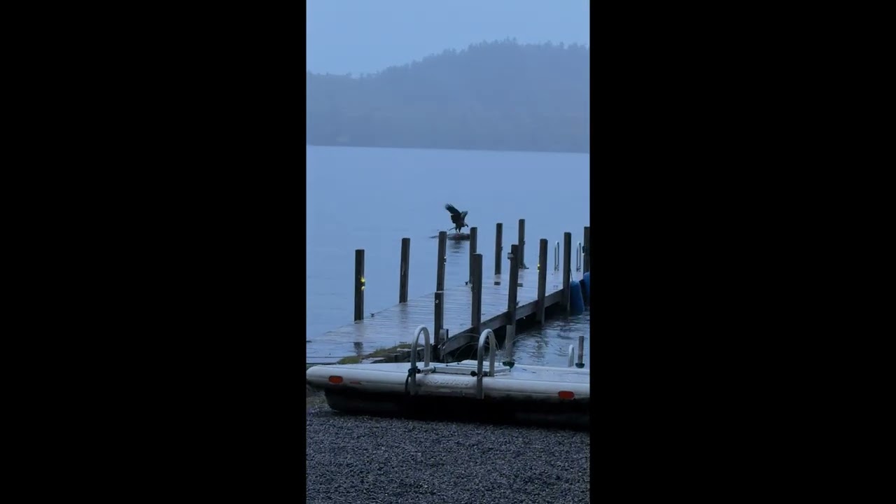 Bald Eagle Swimming With Its Big Catch || ViralHog