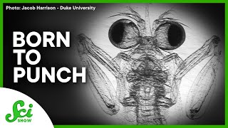 These Baby Shrimp Really Pack a Punch!