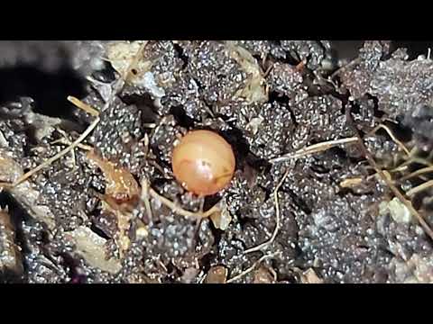 European NightCrawler egg up close enc's