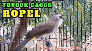 Download lagu TRUCUK GACOR PAGI HARI... suara ngalas sambung ropel PANCINGAN burung trucukan agar cepat bunyi mp3